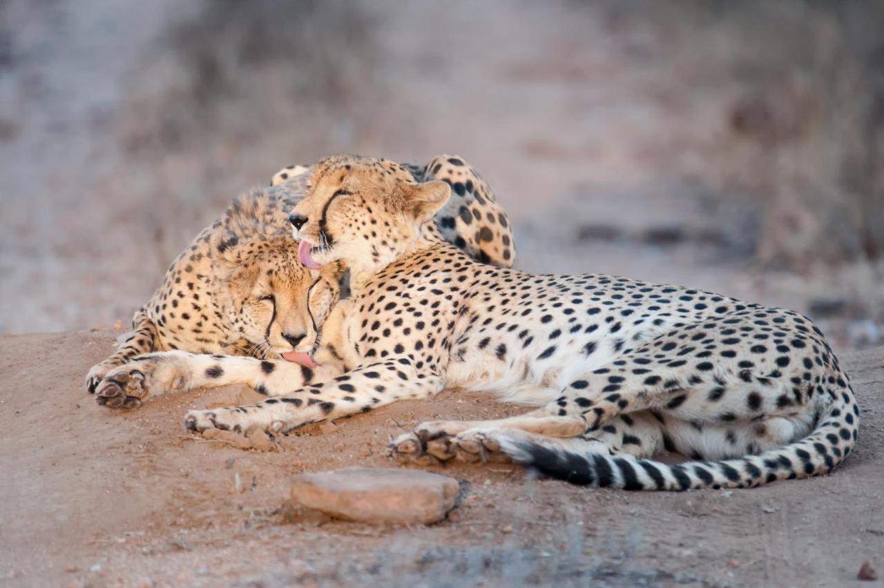 Pondoro Game Lodge Заповедник Балуле Экстерьер фото