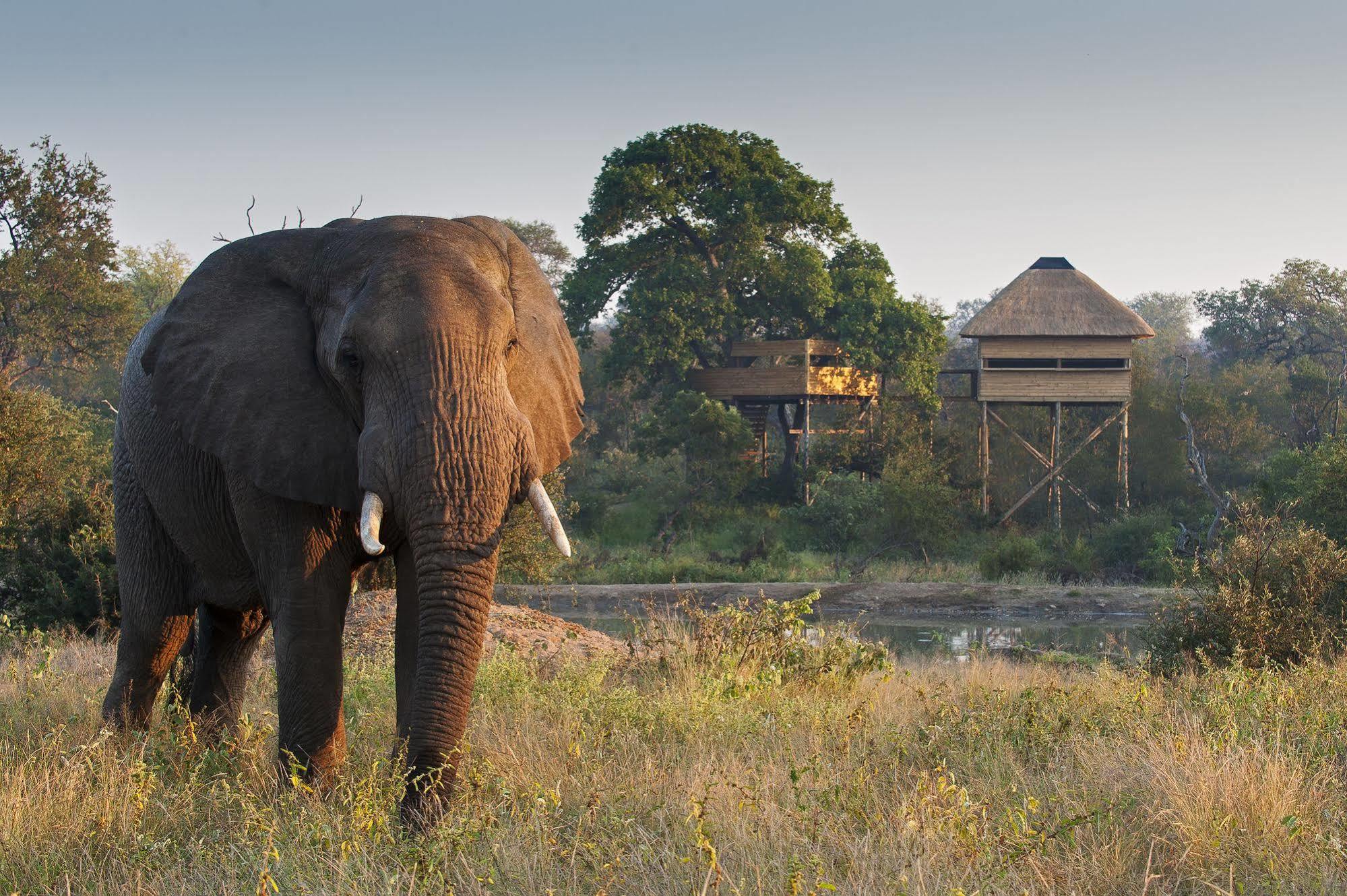 Pondoro Game Lodge Заповедник Балуле Экстерьер фото