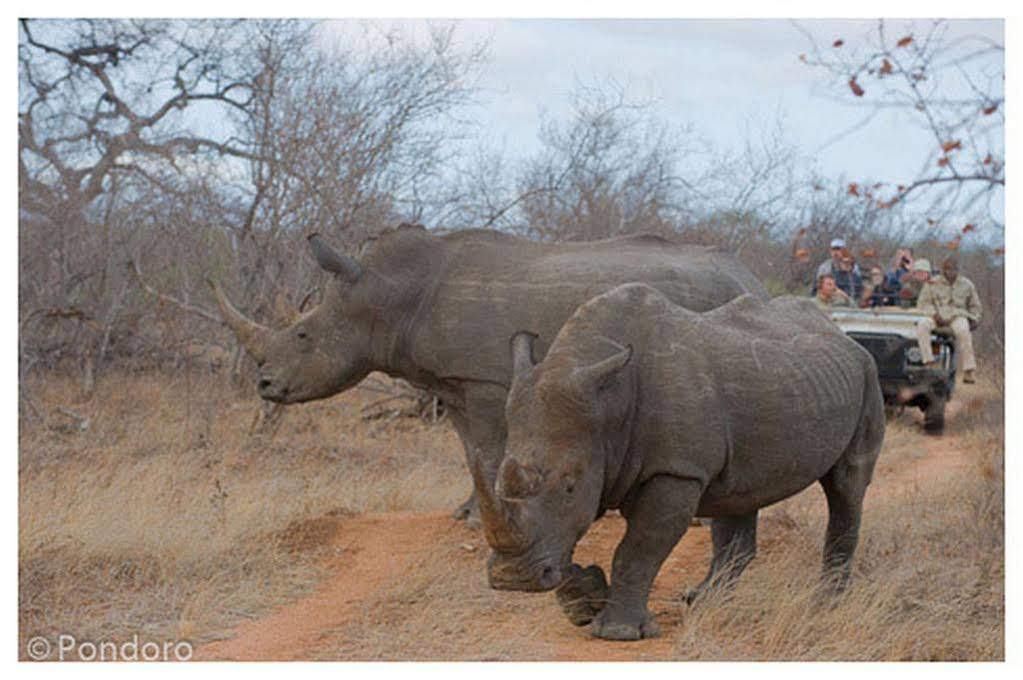 Pondoro Game Lodge Заповедник Балуле Экстерьер фото